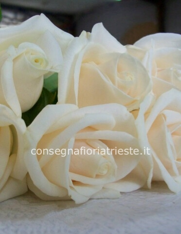 Rose colore bianco da comporre in mazzo per numero di steli.