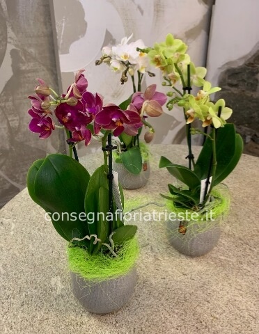 Mini pianta phalenopsis vari colori a 2 steli con vaso