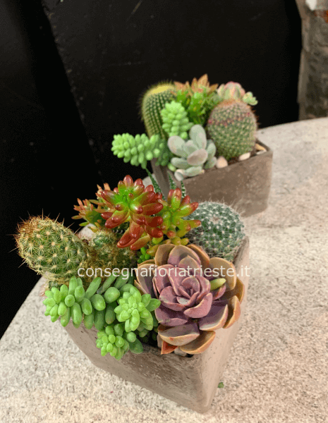 composizione piante grasse in cubo di ceramica