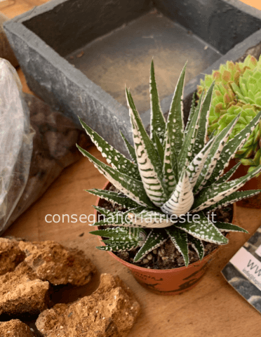 Kit il tuo giardino “fai da te “ ardesia