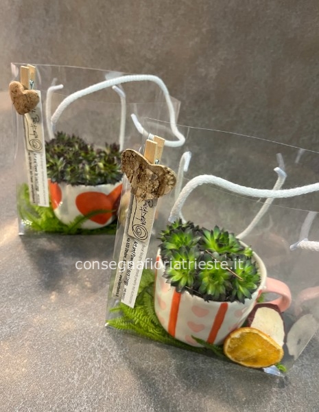tazza cuori con piante grasse miste in borsetta trasparente