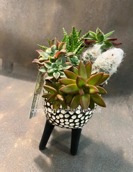 contenitore in ceramica a pois con piante grasse