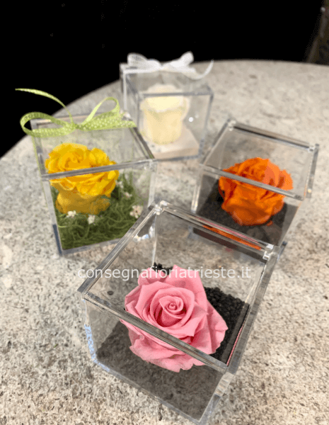 Box trasparente con rosa stabilizzata