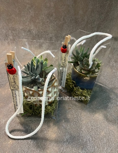 vasetto in ceramica con piante grasse miste in borsetta trasparente